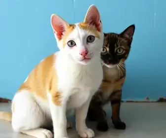 SDRA inicia repescagem para castração gratuita de cães e gatos em Alagoinhas